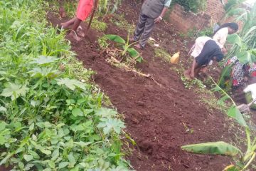 Agriculture at Bemco kindergarten Nakaliro KayungaTC